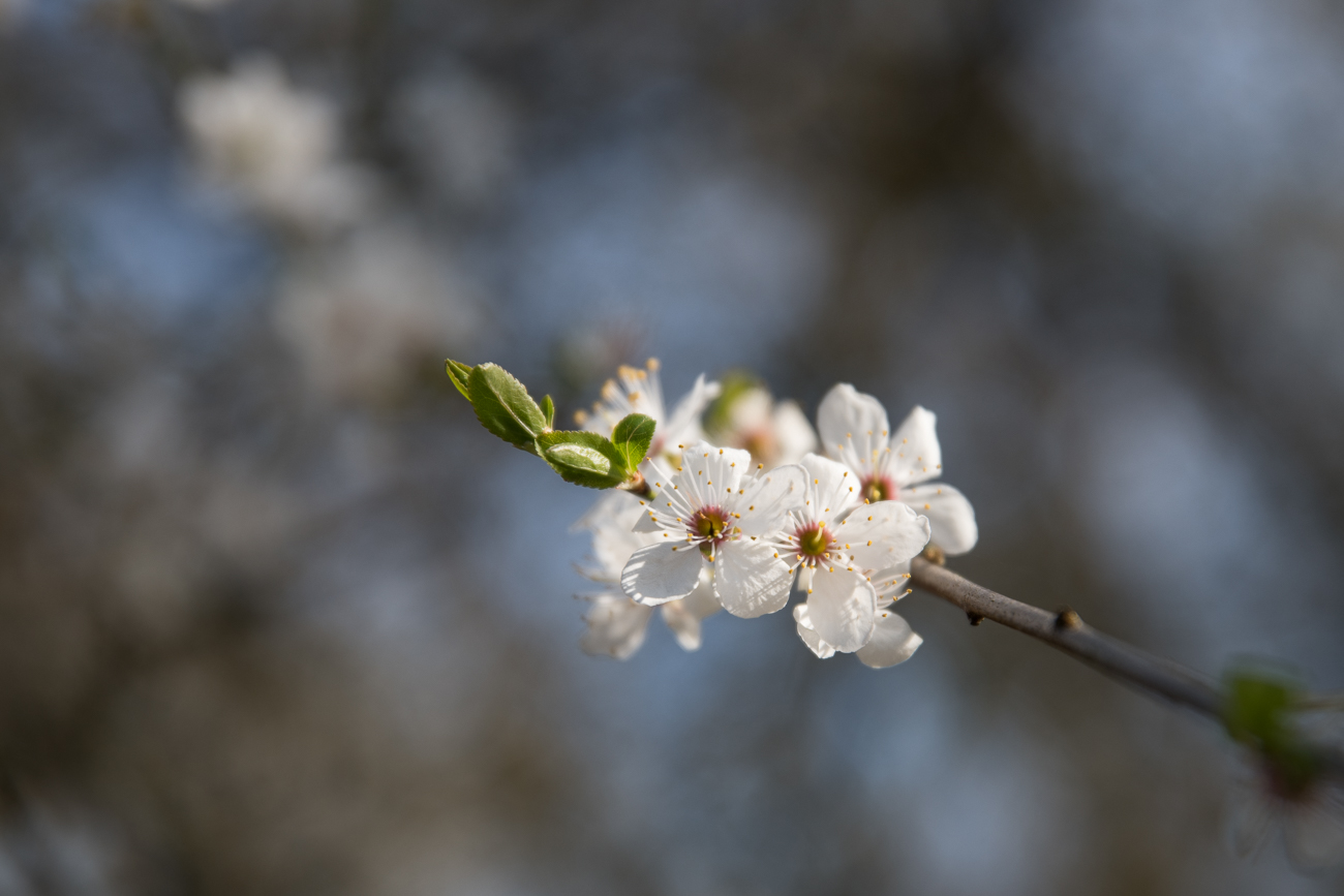 Es sind schon viele Blüten zu bewundern