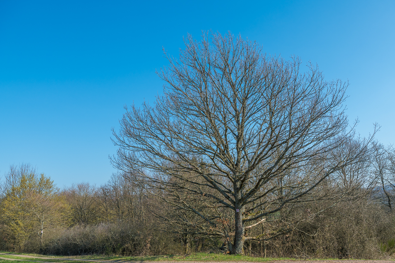 Ihm fehlen noch die Blätter oder Blüten