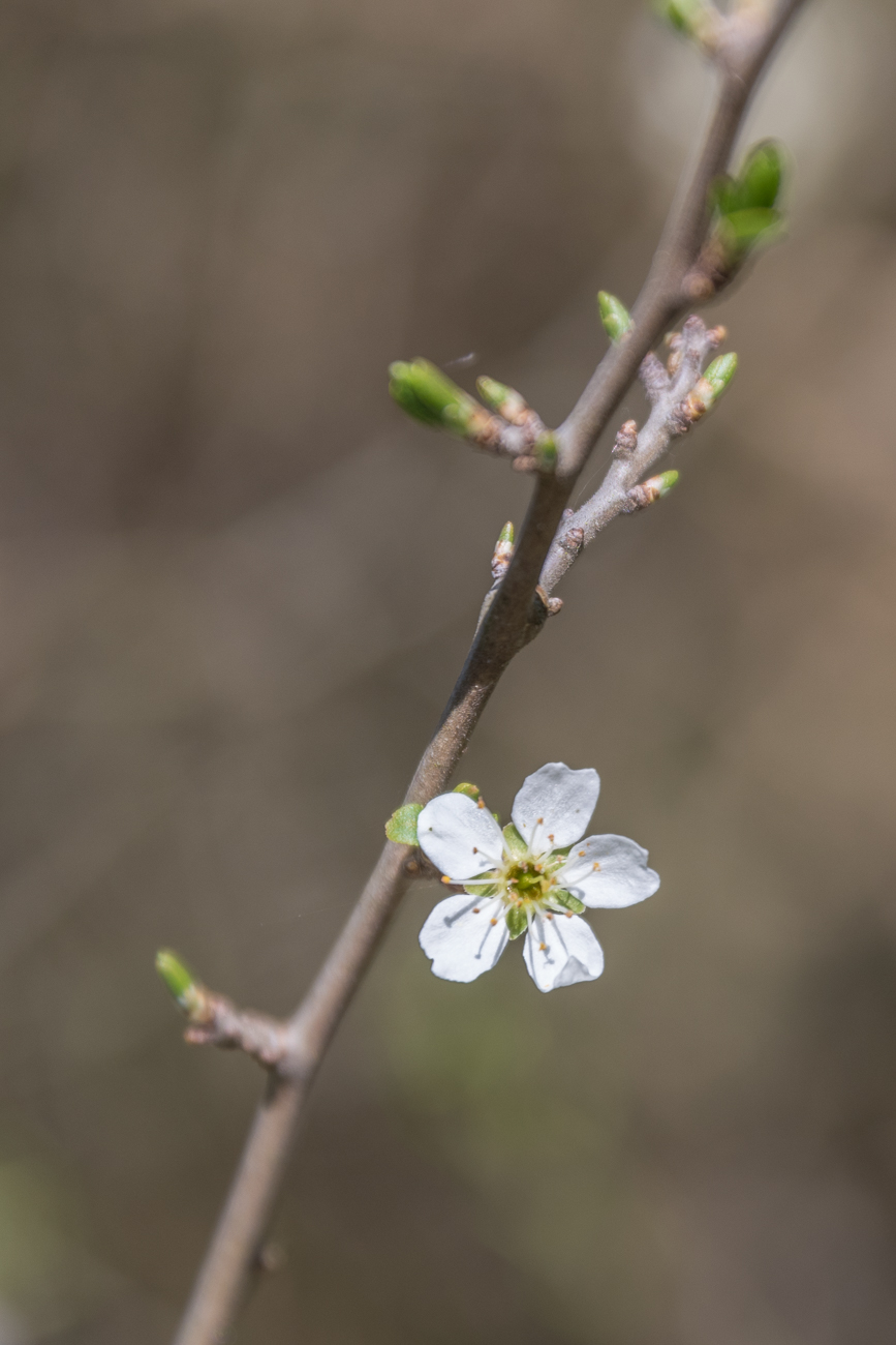 Blüte des Weißdorns