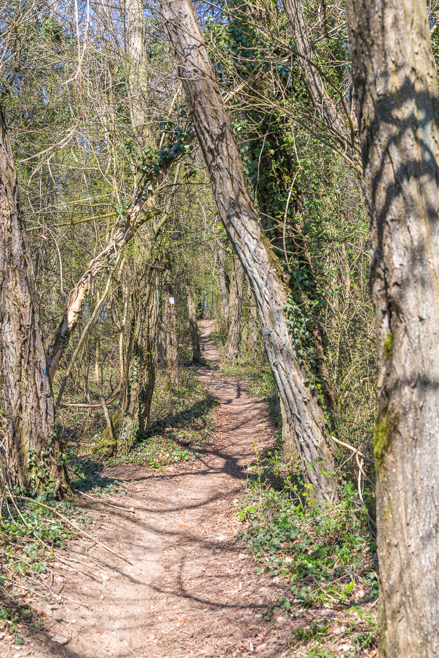 Pfad durch den Wald