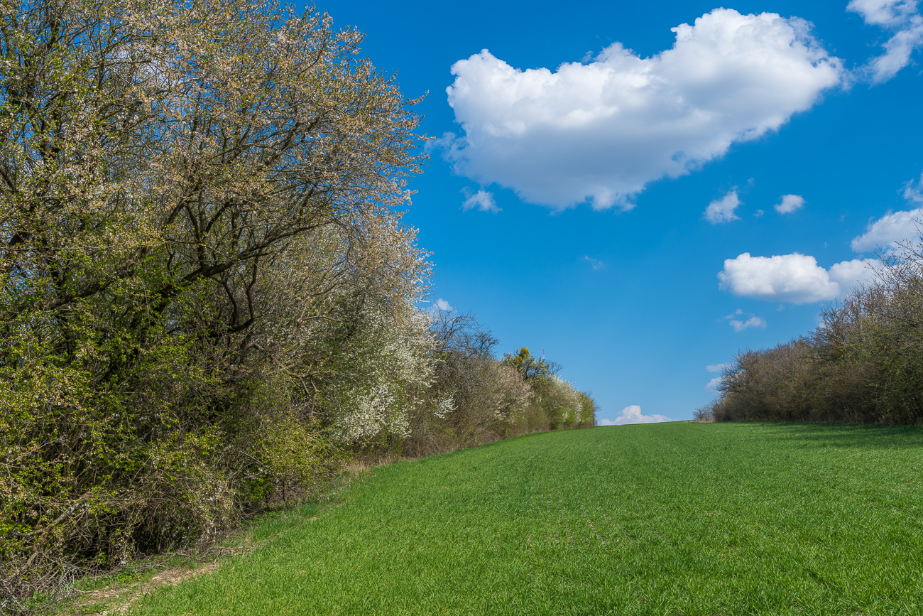 Wiese mit blühenden Bäumen