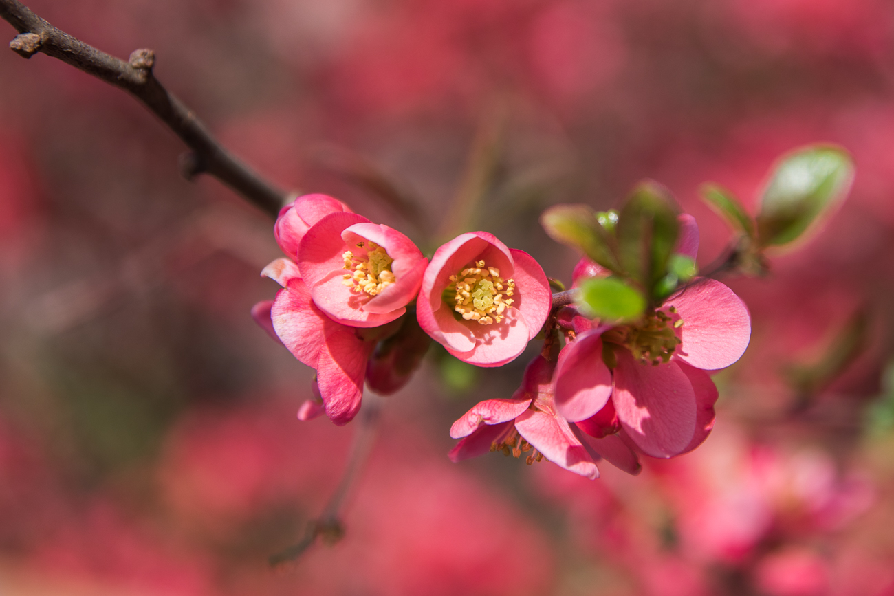 Diesmal rote Blüten