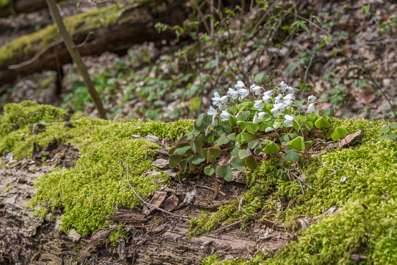 Klee auf einem abgestorbenen Baum