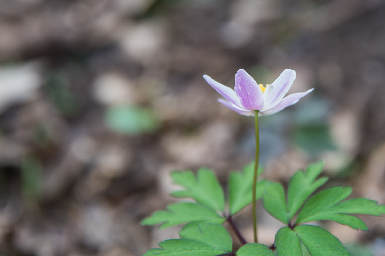 Manche Buschwindröschen sind auf der Rückseite blass-lila