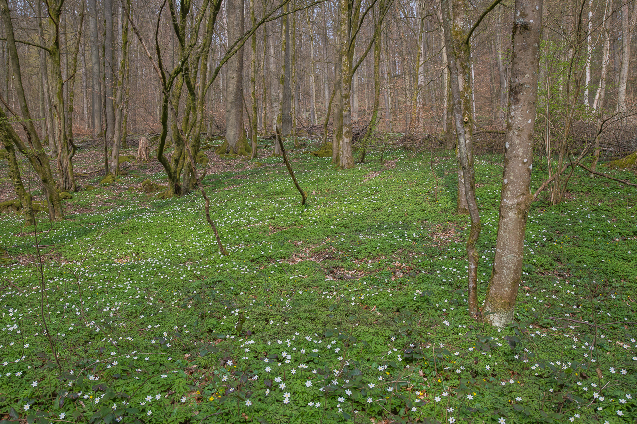 Der Wald ist voll mit den Buschwindröschen