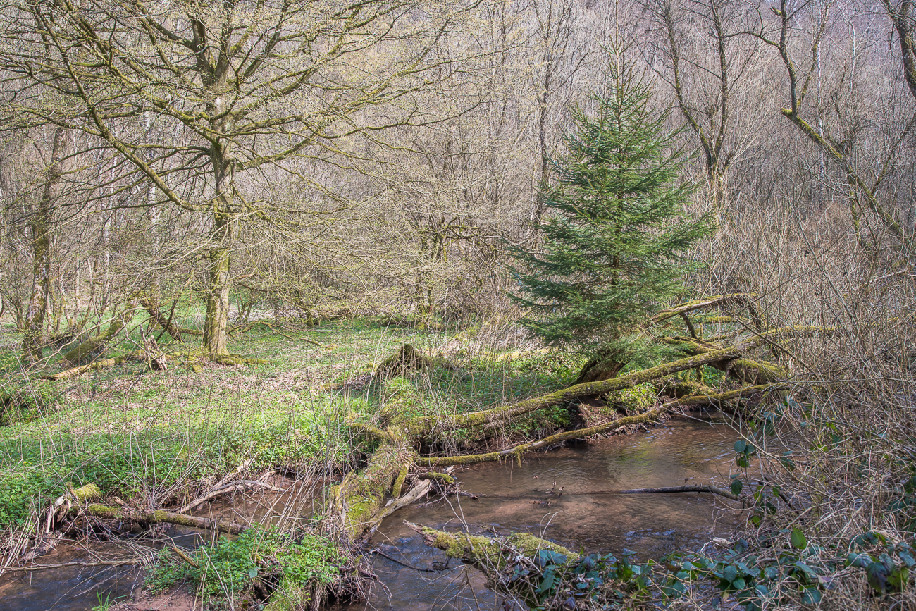 Nadelbaum wächst auf dem abgestobenen Vorgänger