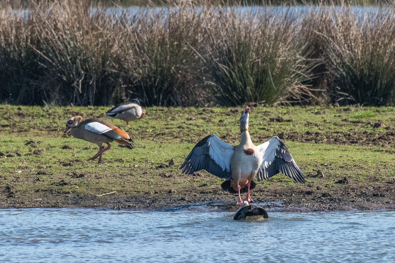 Nilgänse