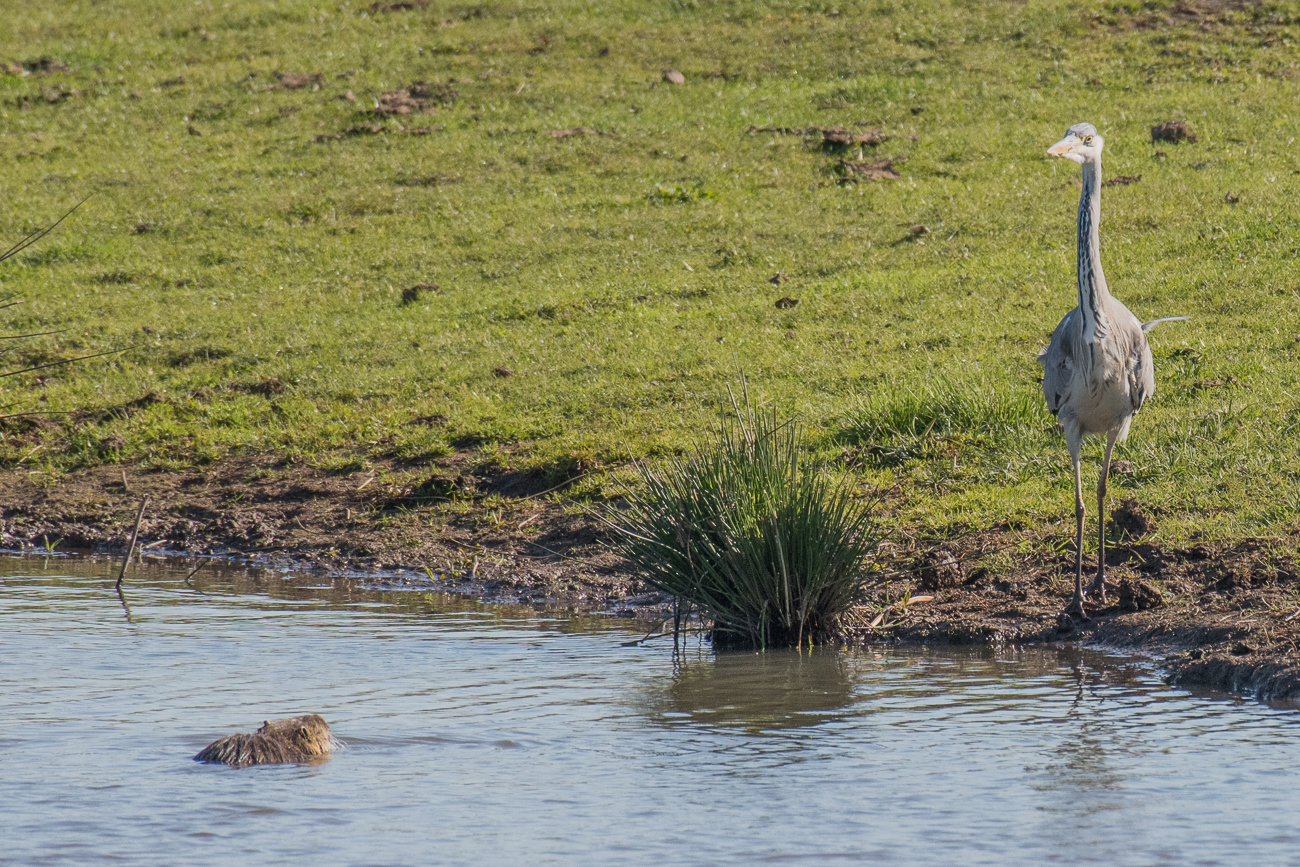 Nutria und Reiher beäugen sich gegenseitig