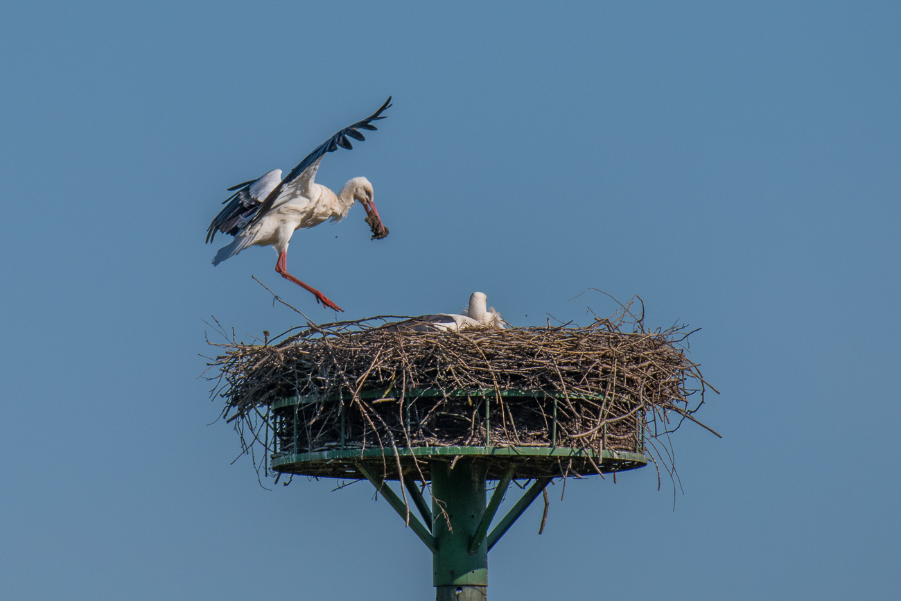 Landung auf dem Nest ...