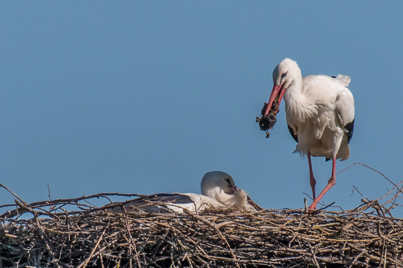 ... und Übergabe des Polstermaterials