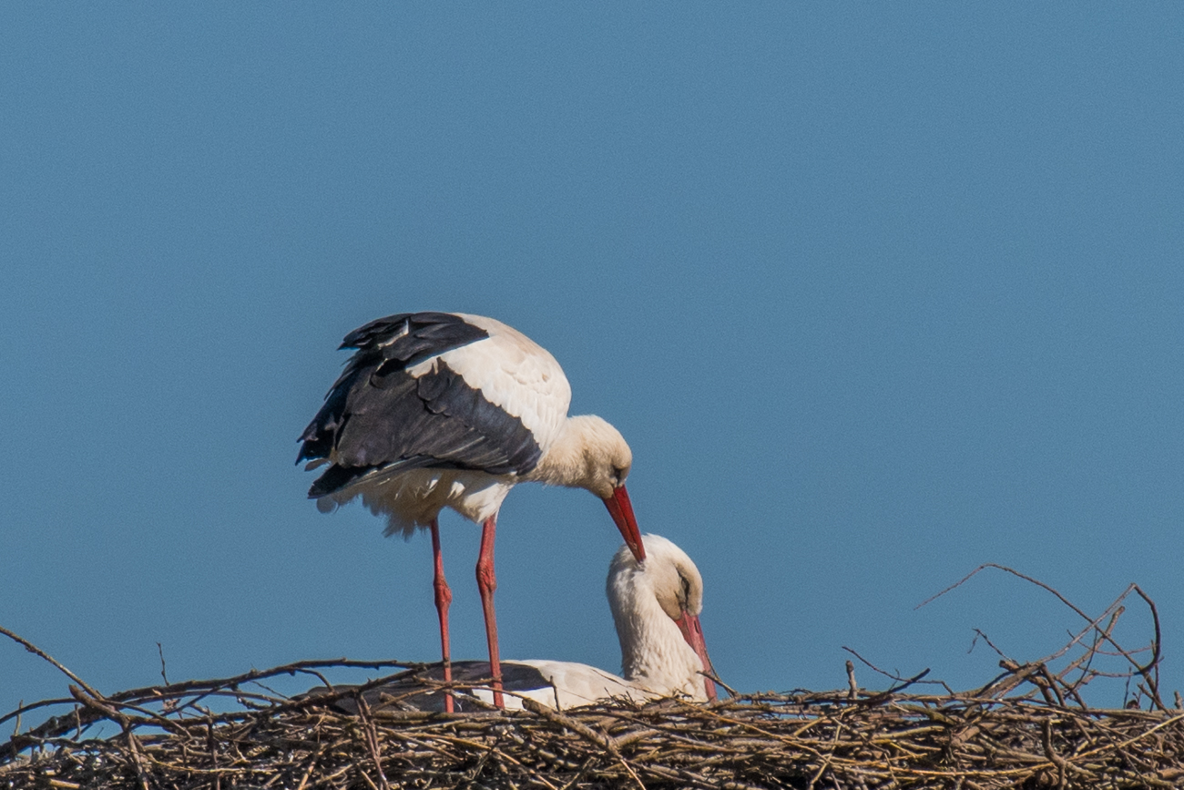 Noch etwas die Partnerin kraulen ...