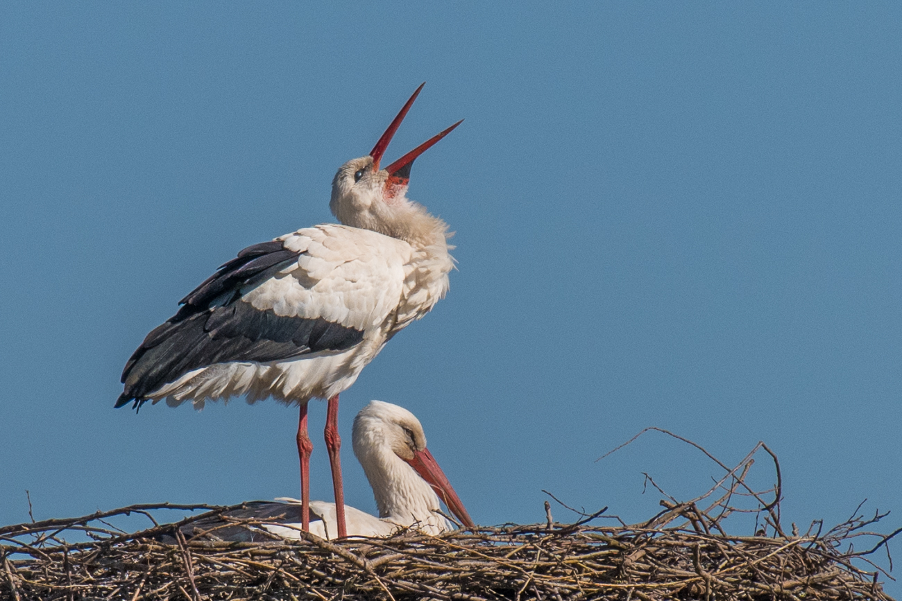 Ein imposanter Anblick