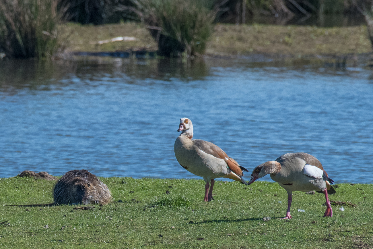 Nilgänse mit Nutria