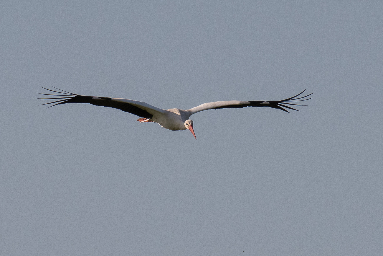 Storch im Flug