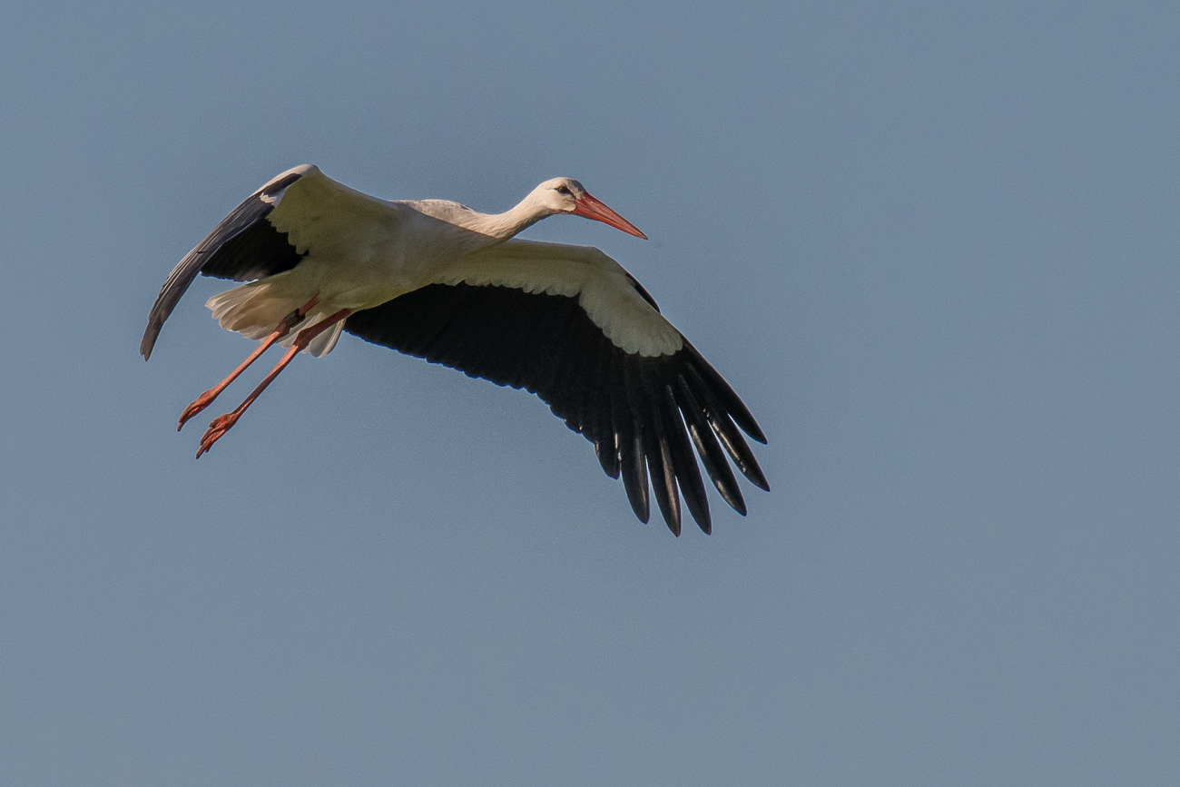 Storch im Flug