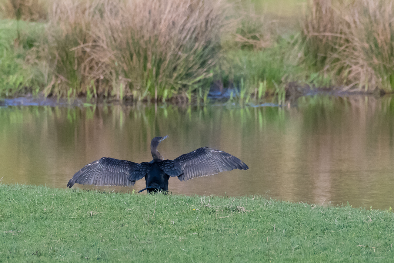 Kormoran trocknet seine Flügel