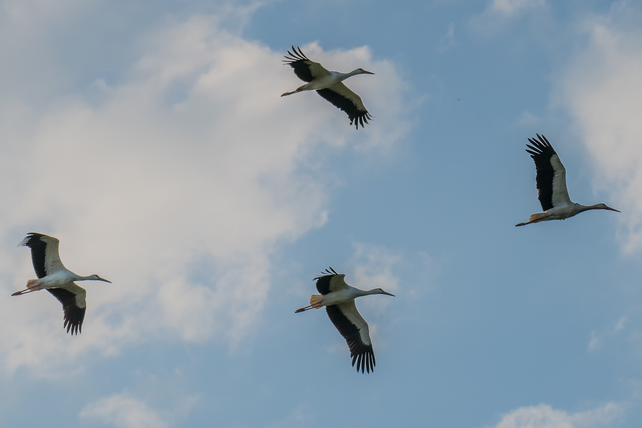 Ein imposanter Anblick