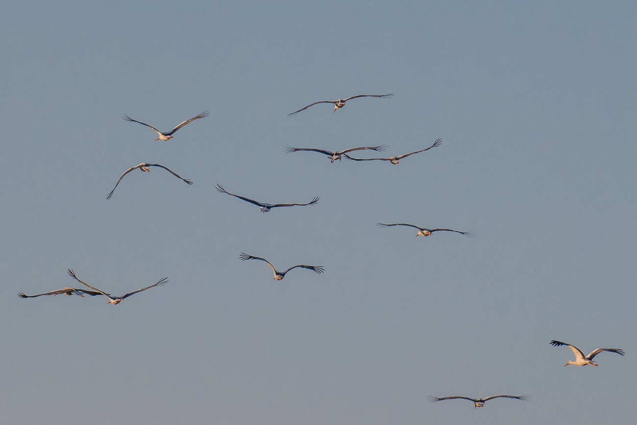 Ca. 15 Störche fliegen über uns hinweg