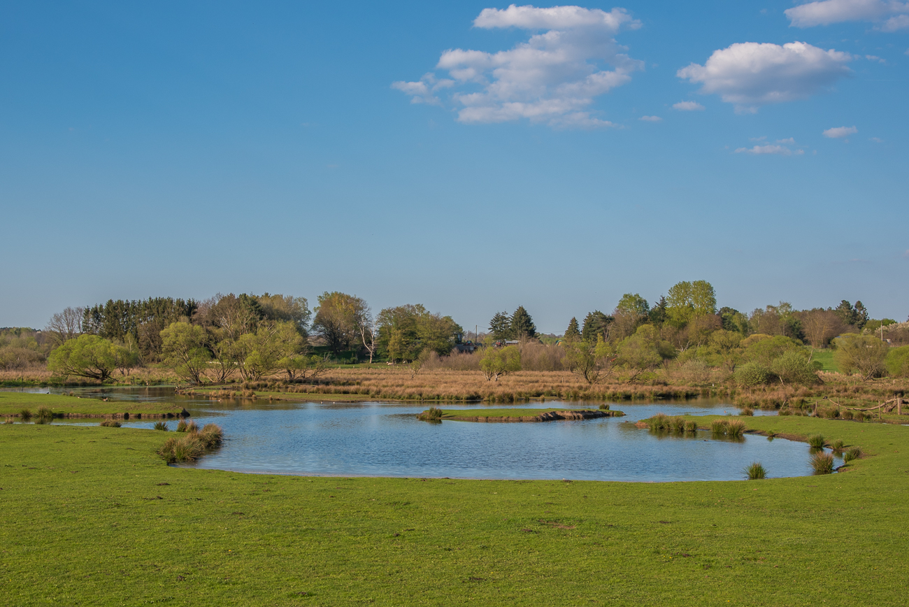 Storchenpaar im Nest