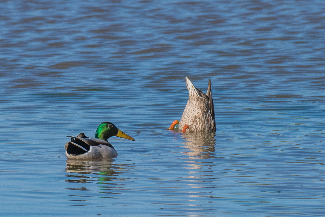 Stockentenpärchen: Köpfchen in das Wasser, Schwänzchen in die Höh' ;-)