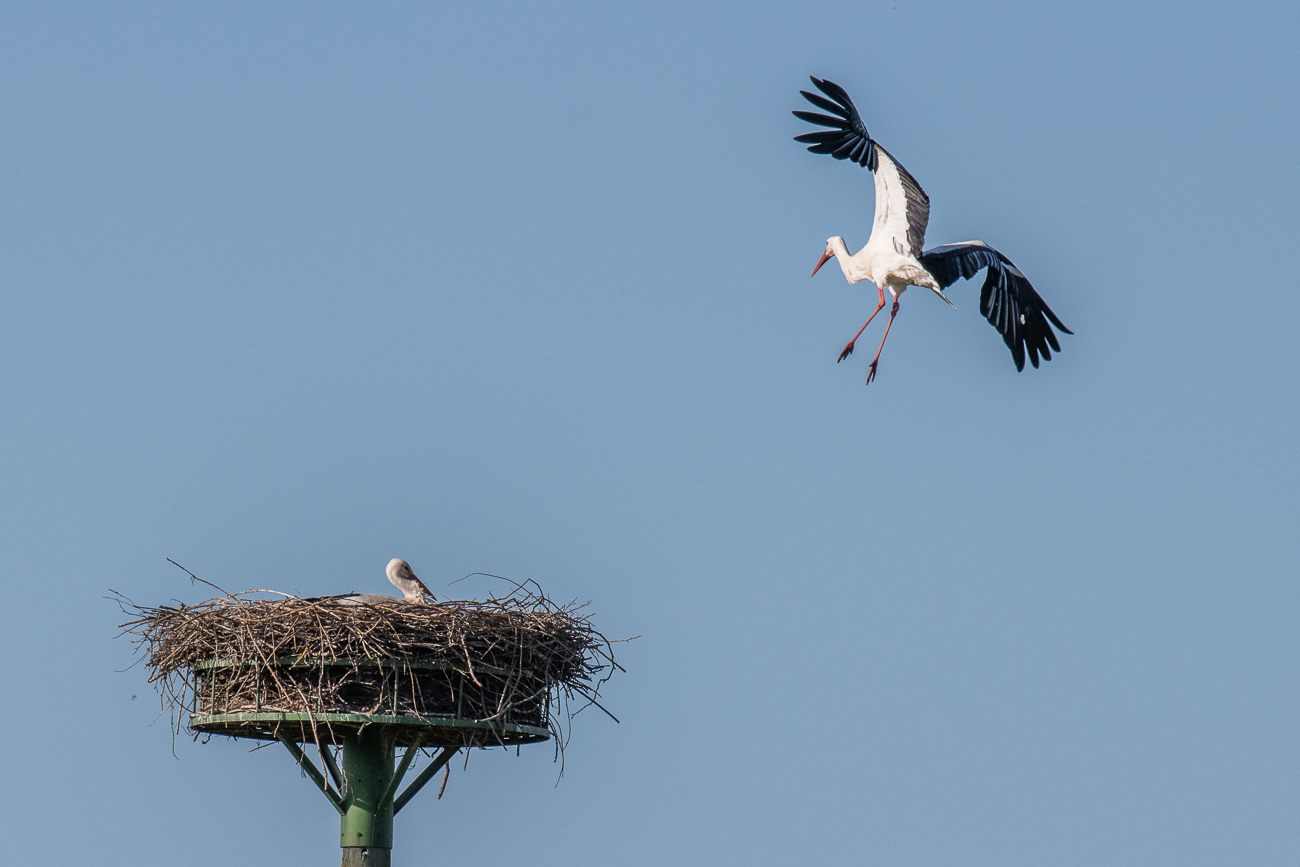 Rückflug zum Nest