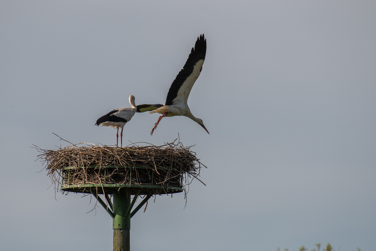 Nun geht es auf Beutezug