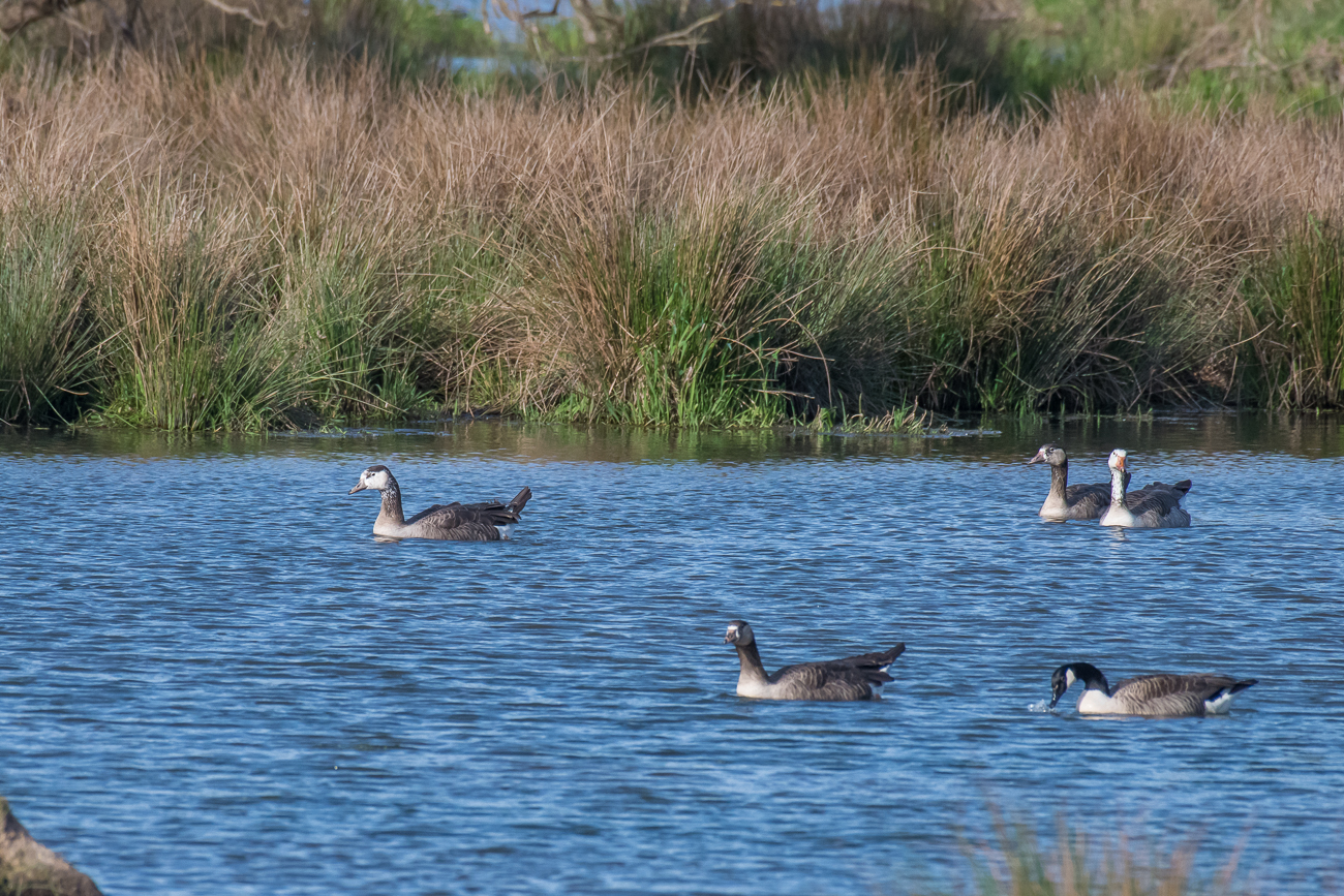 Graugänse und eine Kanadagans