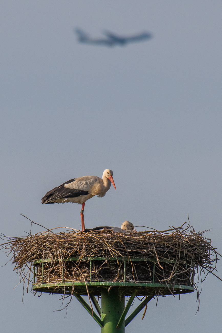 Im Hintergrund ein ganz großer Flieger