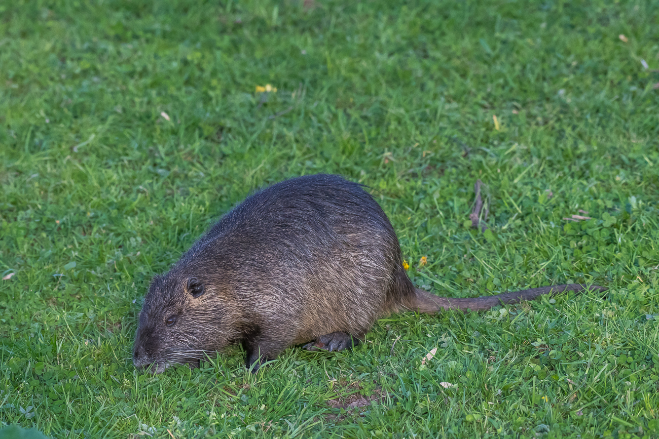 Noch ein Nutria