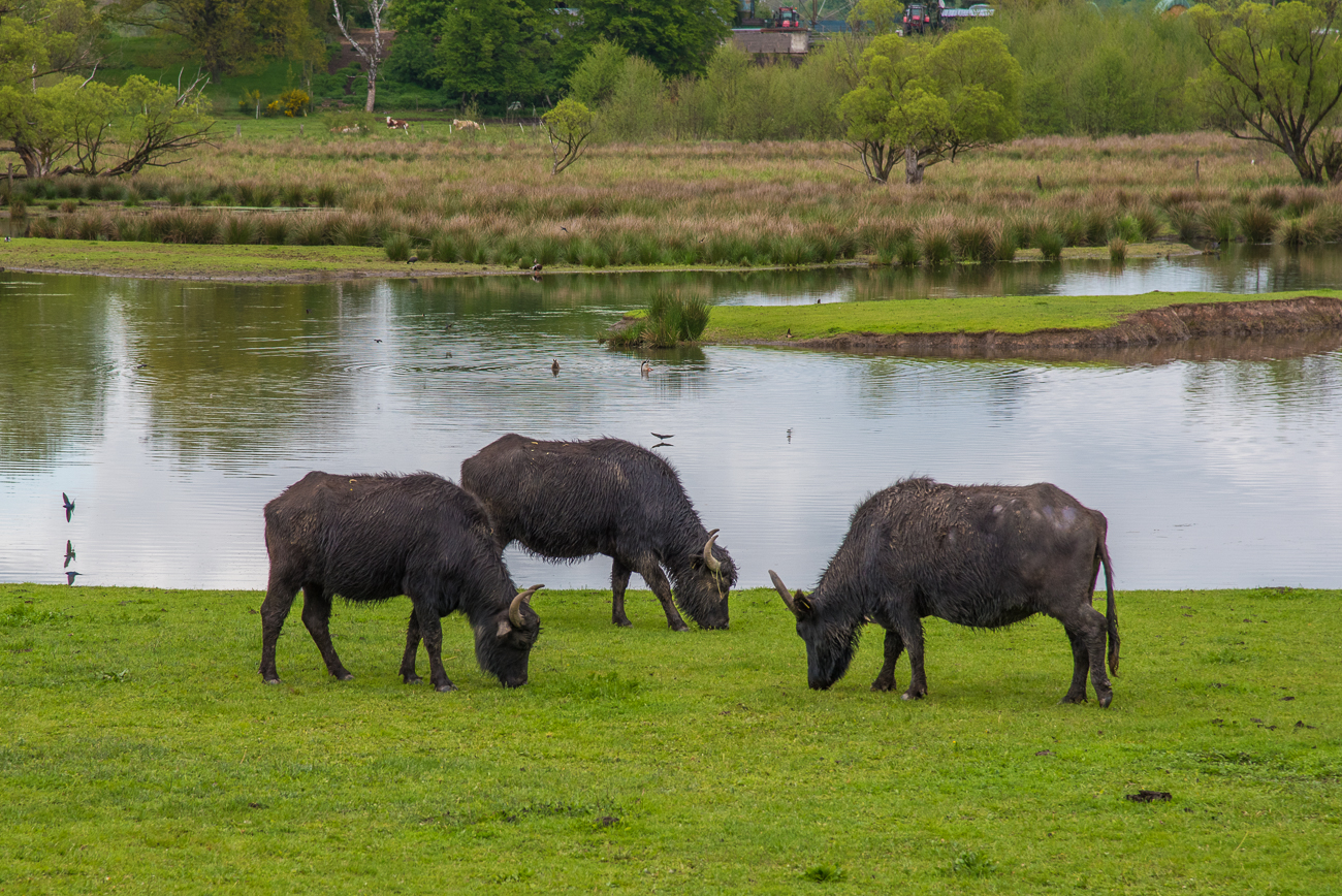 Friedlich grasen die Rinder am Weiher