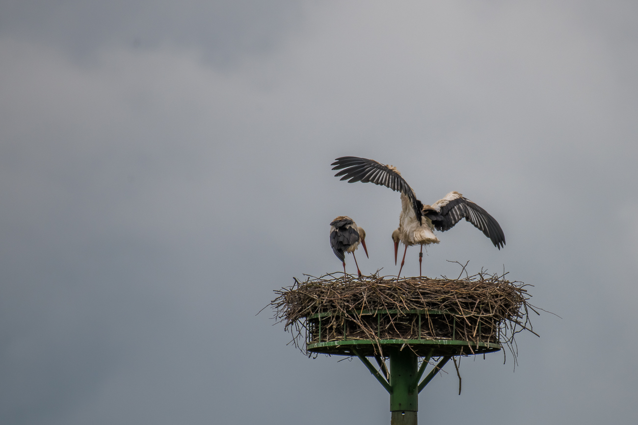 Die Störche sind auch noch da