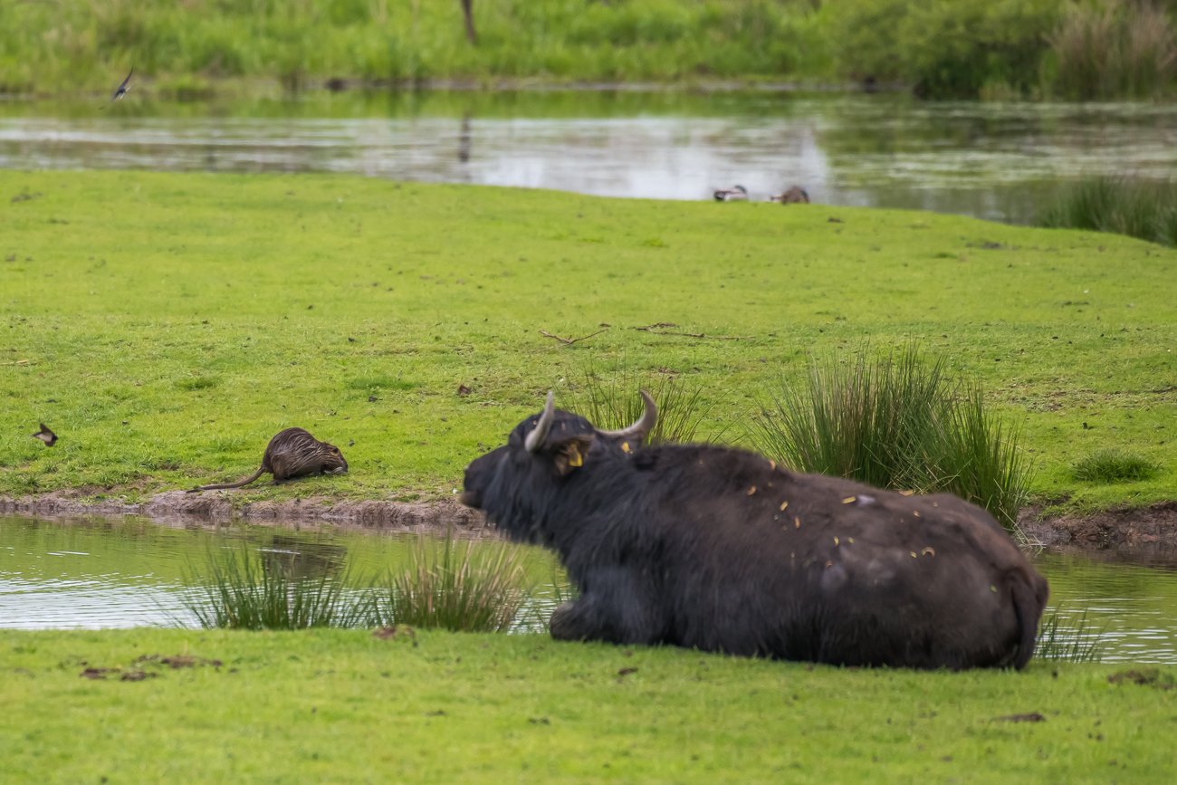 Nutria und wiederkäuender Büffel