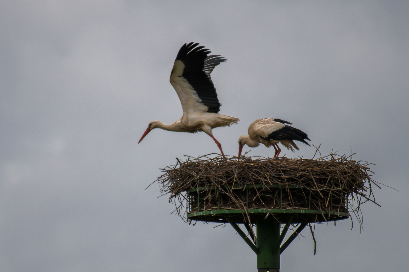 Der eine fliegt nochmal los, Flügel spreizen ...
