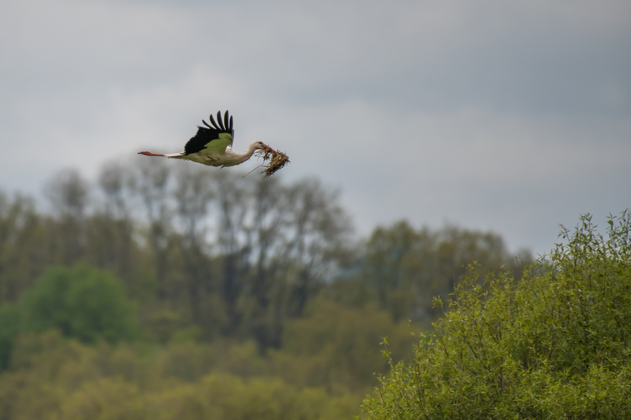 ... und etwas Polstermaterial für's Nest geholt