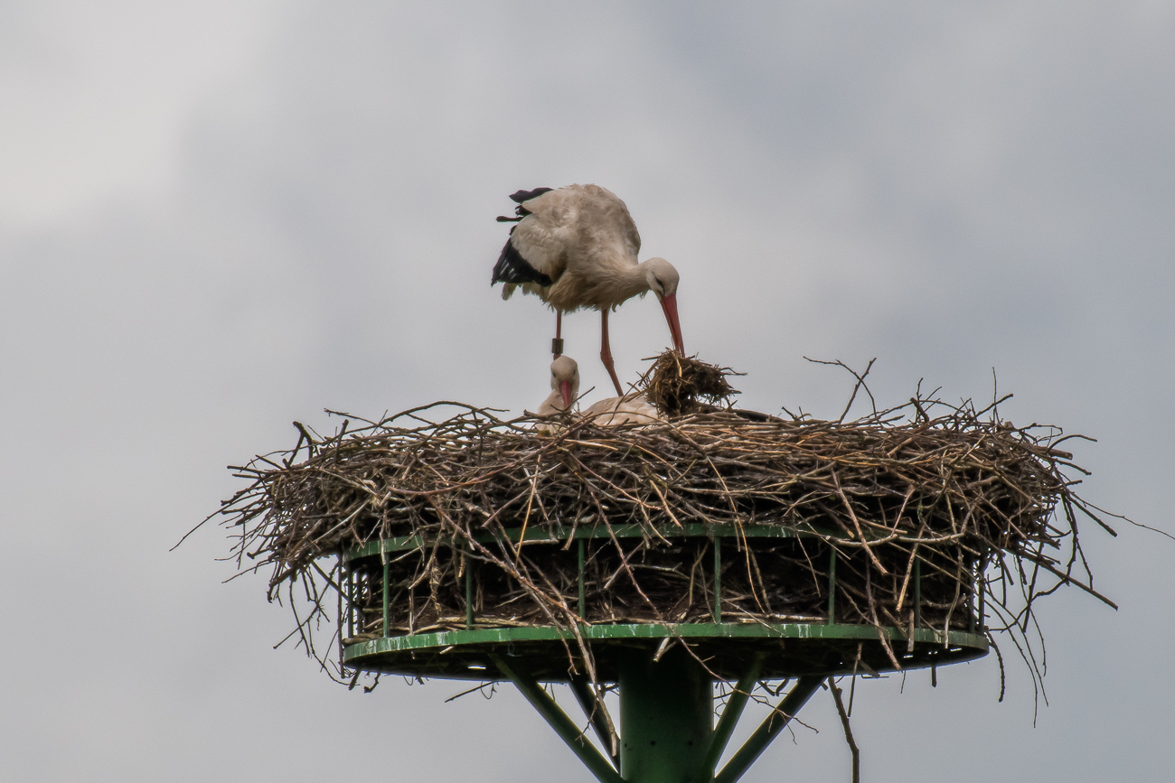 ... einen Platz für die Polsterung finden