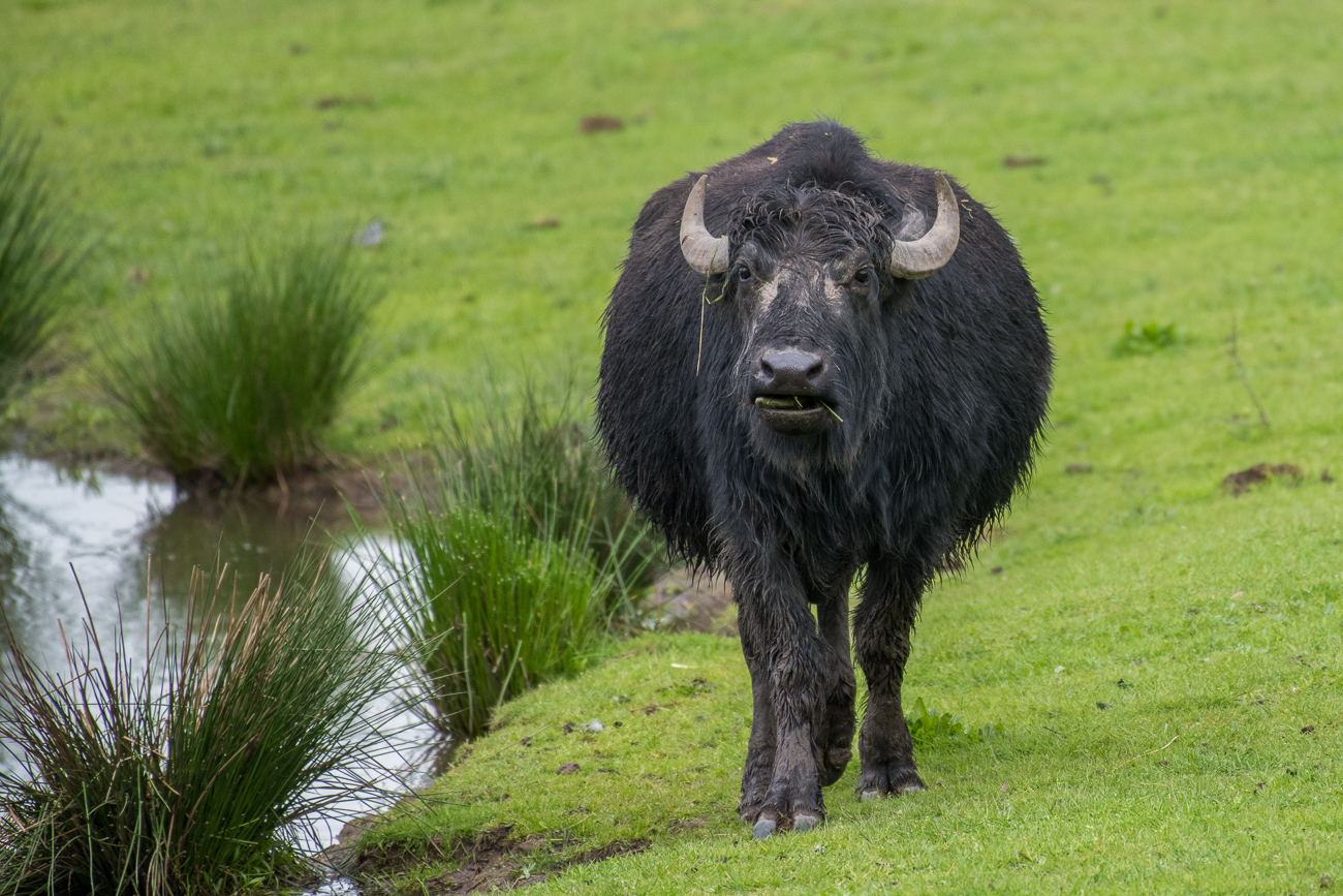 Schwangere Büffelkuh?