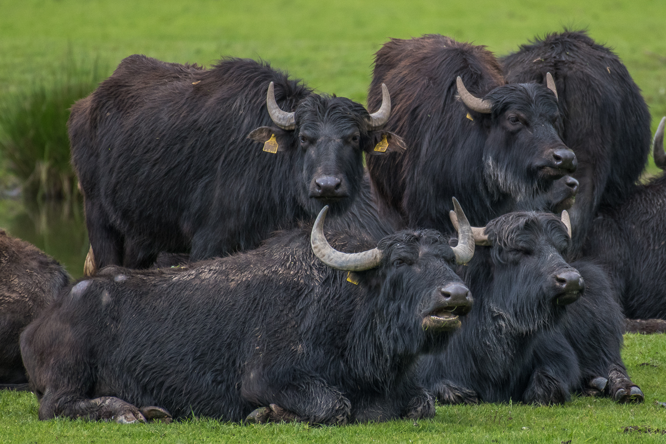 Gemeinsames Wiederkäuen