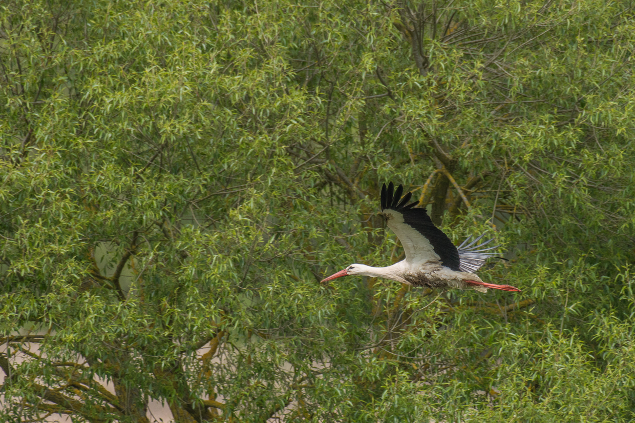 ... geht es in den Gleitflug