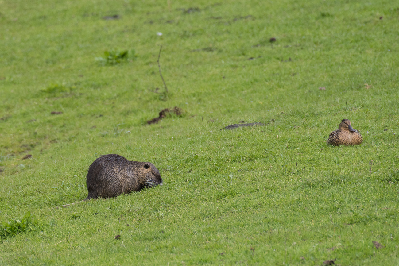 Nutria und Stockente