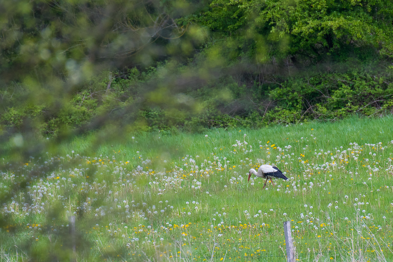 ... landet der Storch auf einer nahegelegenen Wiese
