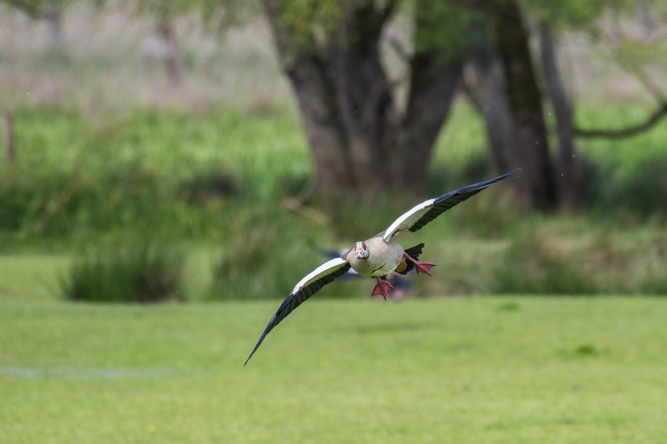 Nilgans