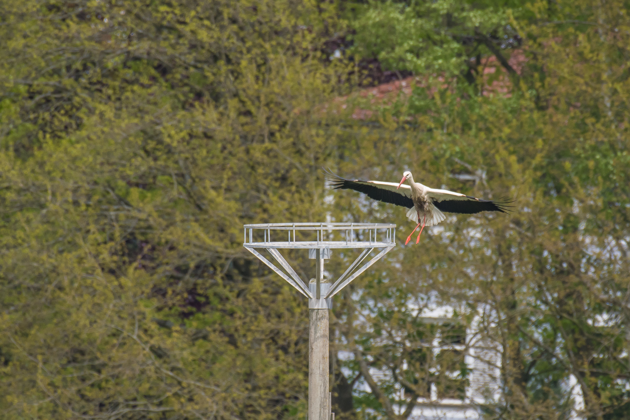 Anflug auf die leere Nisthilfe