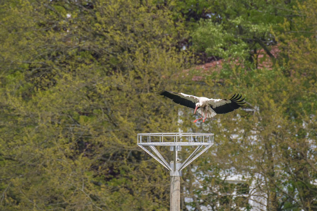 Anflug auf die leere Nisthilfe
