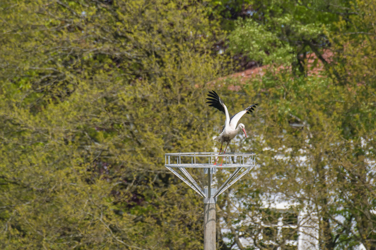 Start von der Nisthilfe