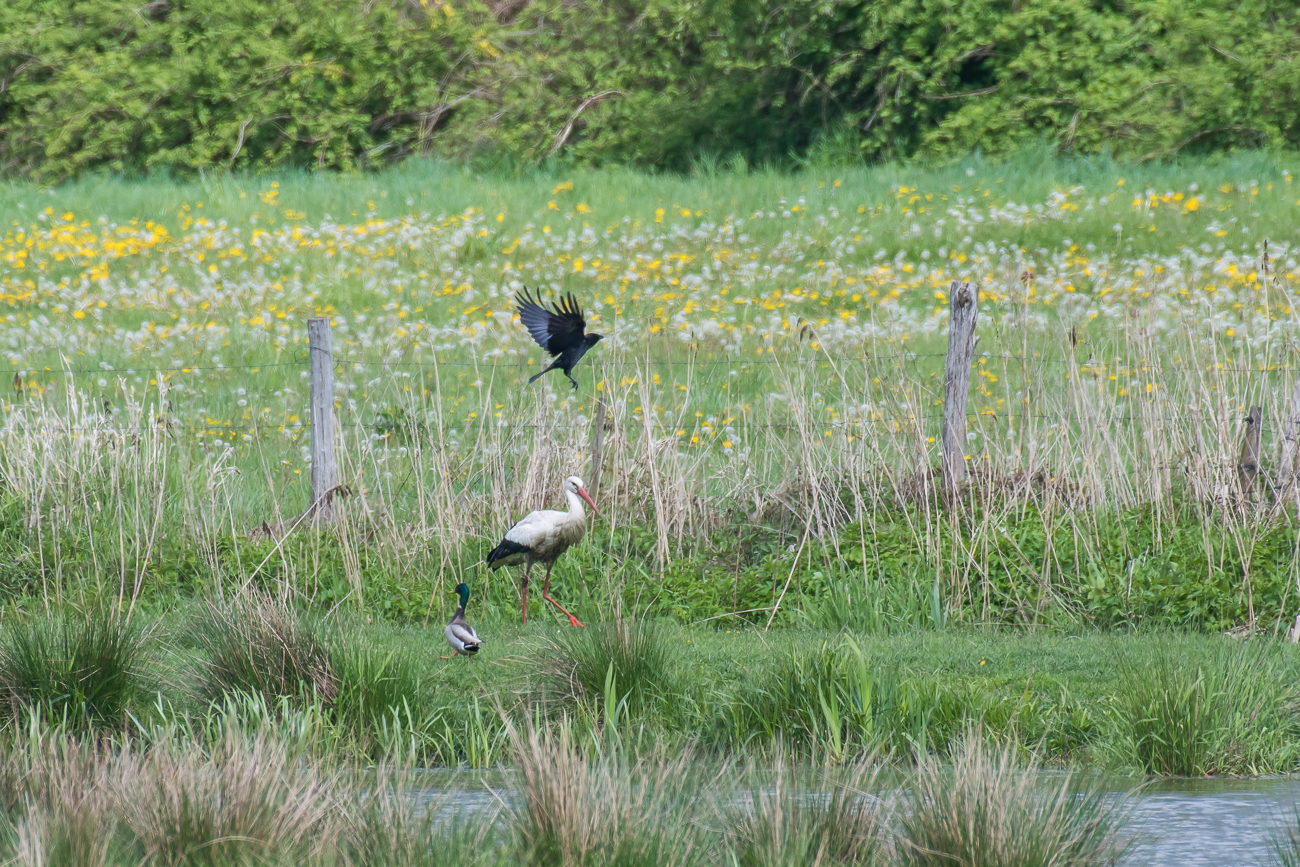 Die flatternde Krähe stört den Storch