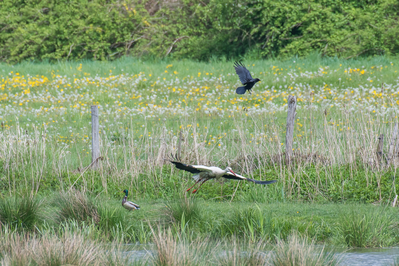 ... und er flüchtet ein paar Meter weiter