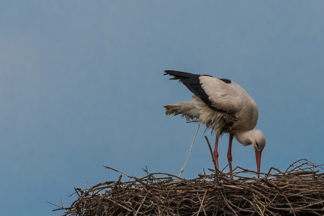 Hier erledigt der Storch sein "Geschäft" ;-)