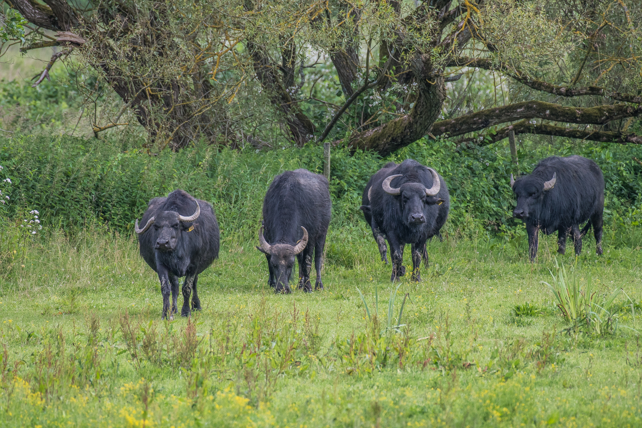 Die Wasserbüffel betreten das Revier