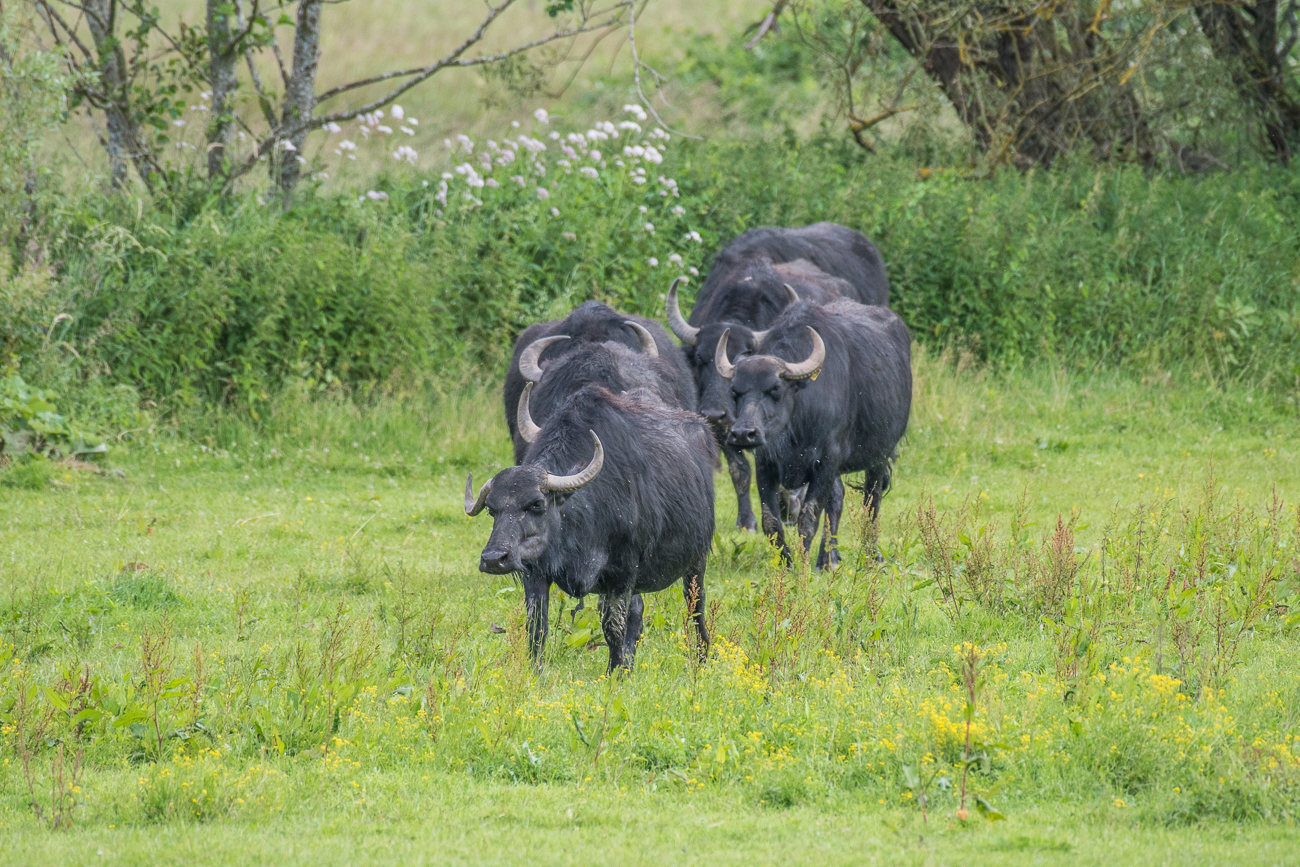 Langsam schreiten sie auf die Weide hinaus