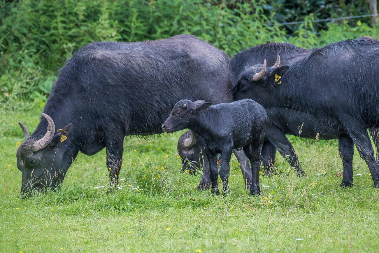Ein kleiner Nachwuchs-Büffel ist auch dabei